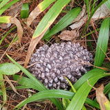 Pine Cone Key Hide Box – Outdoor Secret Key Holder
